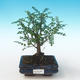 Kryty bonsai - Zantoxylum piperitum - Drzewo pieprzowe PB2191273 - 1/4