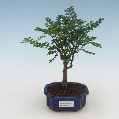 Kryty bonsai - Zantoxylum piperitum - drzewo pieprzowe PB2191521 - 1