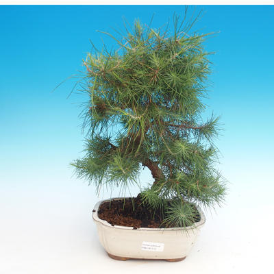 Kryty bonsai-Pinus halepensis