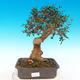 Kryte bonsai - Olea europaea sylvestris -Oliva european tiny - 1/5