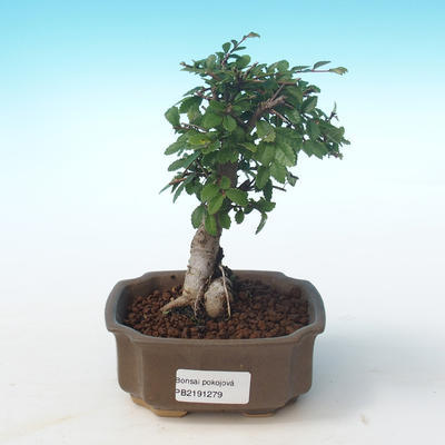 Kryty bonsai-Ulmus Parvifolia-Mały wiąz liściowy PB2191279