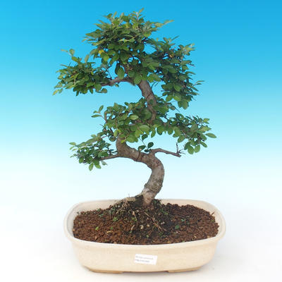 Kryty bonsai - Ulmus parvifolia - Wiąz mały liść PB2191289 - 1