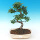 Kryty bonsai - Ulmus parvifolia - Wiąz mały liść PB2191289 - 1/3