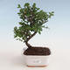 Kryty bonsai - Sagerécie thea - Sagerécie thea 412-PB2191298 - 1/4