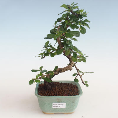 Kryty bonsai - Carmona macrophylla - Tea fuki PB2191311 - 1