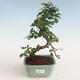 Kryty bonsai - Carmona macrophylla - Tea fuki PB2191311 - 1/5