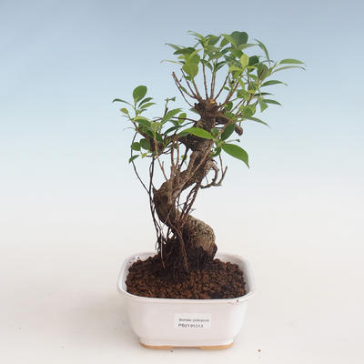 Kryty bonsai - kimono Ficus - figowiec mały liść PB2191313