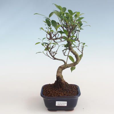 Kryty bonsai - kimono Ficus - ficus mały liść PB2191315