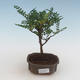 Kryty bonsai - Zantoxylum piperitum - drzewo pieprzowe PB2191523 - 1/5