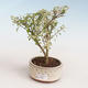 Kryty bonsai - Serissa foetida Variegata - Drzewo Tysiąca Gwiazd PB2191323 - 1/2