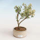 Kryty bonsai - Serissa foetida Variegata - Drzewo Tysiąca Gwiazd PB2191325 - 1/2