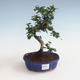 Kryty bonsai - Carmona macrophylla - Tea fuki PB2191327 - 1/5