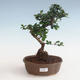 Kryty bonsai - Carmona macrophylla - Tea fuki PB2191328 - 1/5