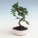 Kryty bonsai - Carmona macrophylla - Tea fuki PB2191329 - 1/5