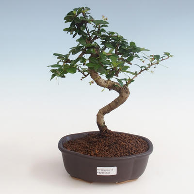 Kryty bonsai - Carmona macrophylla - Tea fuki PB2191331 - 1