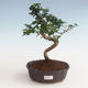 Kryty bonsai - Carmona macrophylla - Tea fuki PB2191331 - 1/5