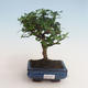 Kryty bonsai - Carmona macrophylla - Tea fuki 412-PB2191336 - 1/5