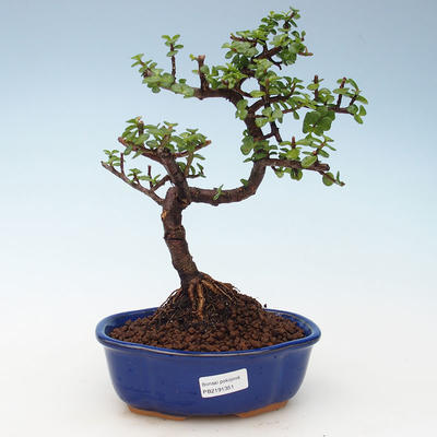Kryty bonsai - Portulakaria Afra - Tlustice 414-PB2191351 - 1