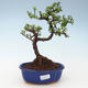 Kryty bonsai - Portulakaria Afra - Tlustice 414-PB2191351 - 1/2