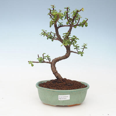 Kryty bonsai - Portulakaria Afra - Tlustice 414-PB2191353 - 1