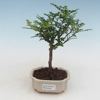 Kryty bonsai - Zantoxylum piperitum - drzewo pieprzowe PB2191525 - 1