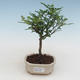 Kryty bonsai - Zantoxylum piperitum - drzewo pieprzowe PB2191525 - 1/5