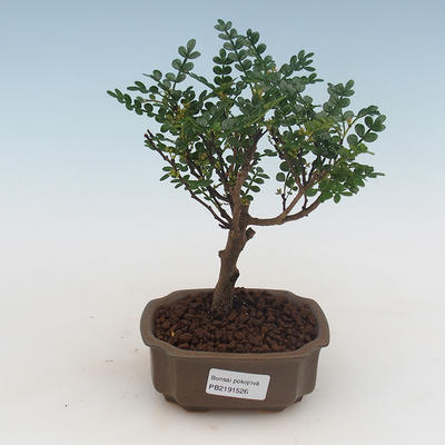 Kryty bonsai - Zantoxylum piperitum - drzewo pieprzowe PB2191526 - 1