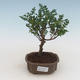 Kryty bonsai - Zantoxylum piperitum - drzewo pieprzowe PB2191526 - 1/5