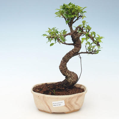 Kryty bonsai - Ficus retusa - ficus z małych liści 414-PB2191363 - 1