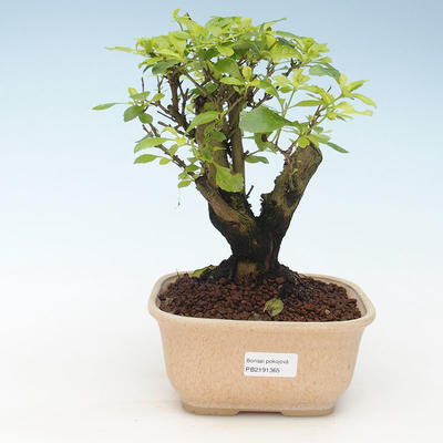 Kryty bonsai - Duranta erecta Aurea 414-PB2191365 - 1