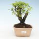 Kryty bonsai - Duranta erecta Aurea 414-PB2191365 - 1/3