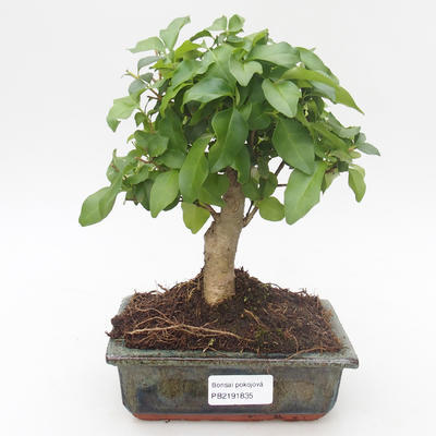 Kryty bonsai -Ligustrum chinensis - Privet PB2191835 - 1