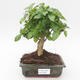 Kryty bonsai -Ligustrum chinensis - Privet PB2191835 - 1/3