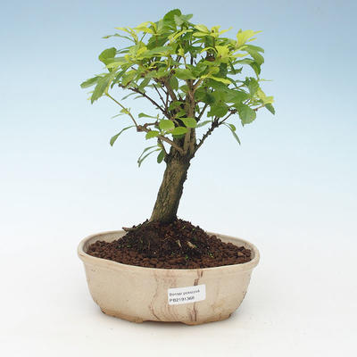 Kryty bonsai - Duranta erecta Aurea 414-PB2191368 - 1