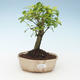 Kryty bonsai - Duranta erecta Aurea 414-PB2191368 - 1/3