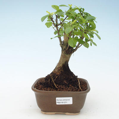 Kryty bonsai - Duranta erecta Aurea 414-PB2191371 - 1