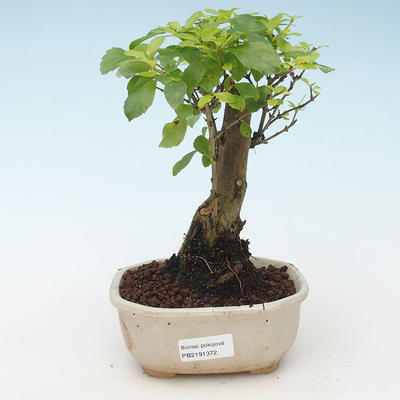Kryty bonsai - Duranta erecta Aurea 414-PB2191372 - 1