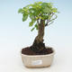 Kryty bonsai - Duranta erecta Aurea 414-PB2191372 - 1/3