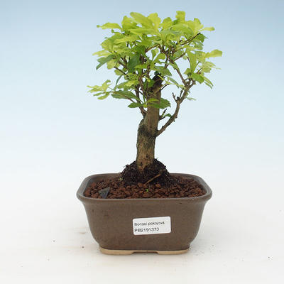 Kryty bonsai - Duranta erecta Aurea 414-PB2191373 - 1