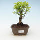 Kryty bonsai - Duranta erecta Aurea 414-PB2191373 - 1/3