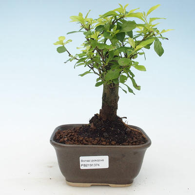 Kryty bonsai - Duranta erecta Aurea 414-PB2191374 - 1