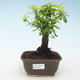 Kryty bonsai - Duranta erecta Aurea 414-PB2191374 - 1/3