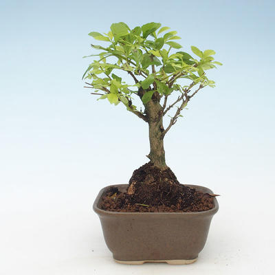 Kryty bonsai - Duranta erecta Aurea 414-PB2191377 - 1