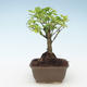Kryty bonsai - Duranta erecta Aurea 414-PB2191377 - 1/3