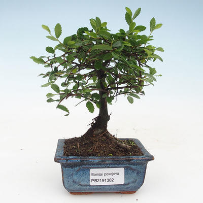 Kryty bonsai - Ulmus Parvifolia-wiąz mały liść 414-PB2191382