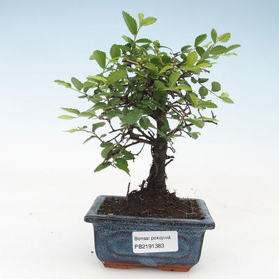 Kryty bonsai - Ulmus Parvifolia-wiąz mały liść 414-PB2191383