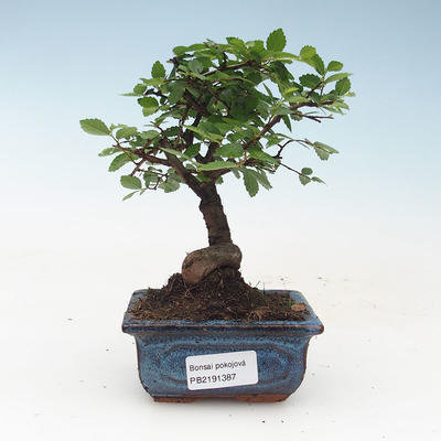 Kryty bonsai - Ulmus Parvifolia-Elm 414-PB2191387
