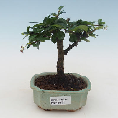 Kryty bonsai - Carmona macrophylla - Tea fuki PB2191531 - 1