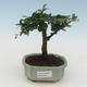Kryty bonsai - Carmona macrophylla - Tea fuki PB2191531 - 1/5