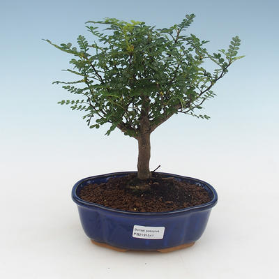 Kryty bonsai - Zantoxylum piperitum - Drzewo pieprzowe PB2191541 - 1